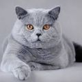 KittyKat1975