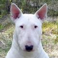 Auriss55